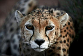 Only two female Asiatic cheetahs remain in wild in Iran 